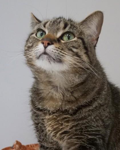 Enlarge Beep, a Adoptable mixed breed in Fishers, IN image 3/3