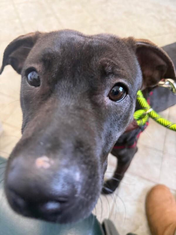 Kelly Belly, Adoptable, Adult Female Mixed Breed.