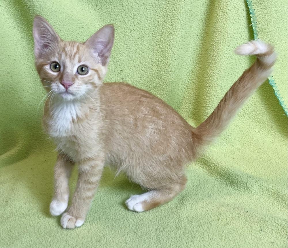 Enlarge Rickles, a Adoptable mixed breed in Jamestown, CA image 1/3