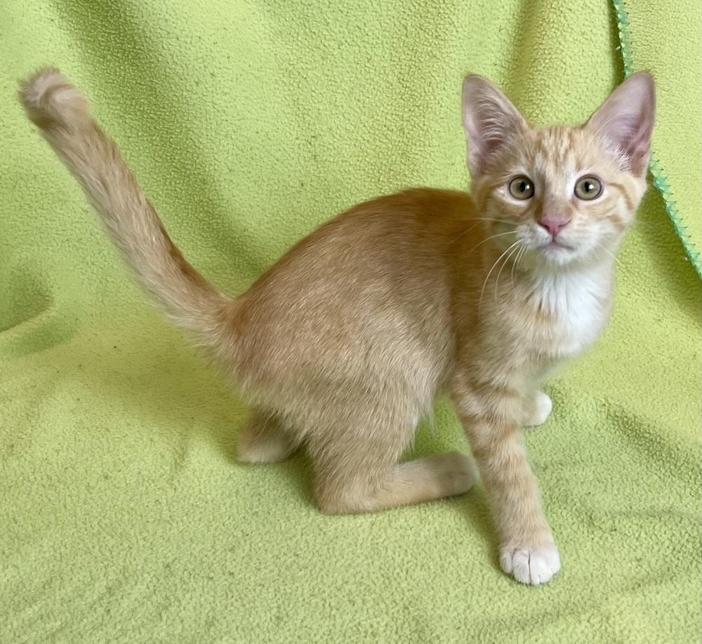 Enlarge Rickles, a Adoptable mixed breed in Jamestown, CA image 3/3