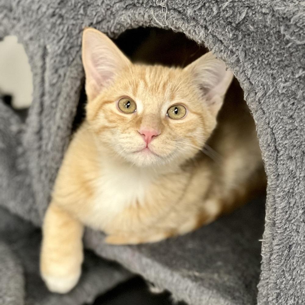 Enlarge Rickles, a Adoptable mixed breed in Jamestown, CA image 2/3