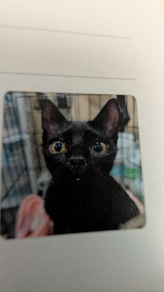 Enlarge Dragon, a Adoptable mixed breed in Parker, CO image 1/1