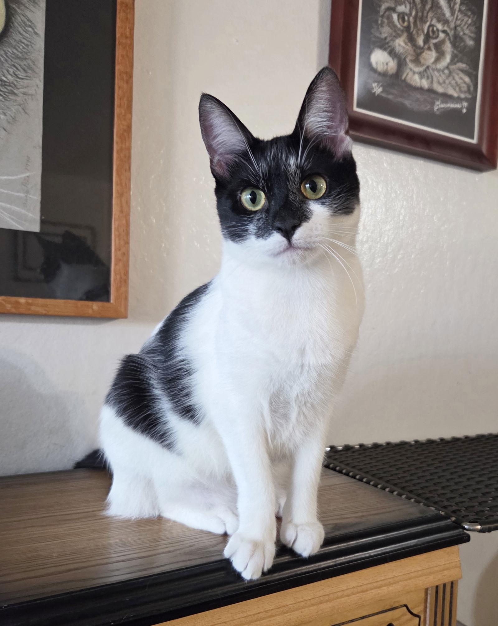 Denim, Adopted, Young Female Domestic Short Hair.