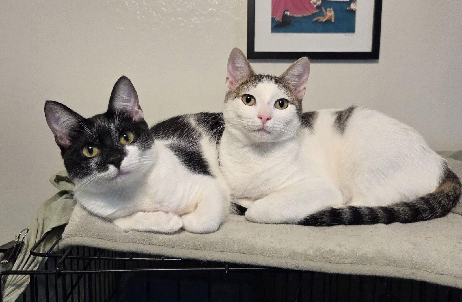 Denim, a Adopted Domestic Short Hair in Alameda, CA image 2/3