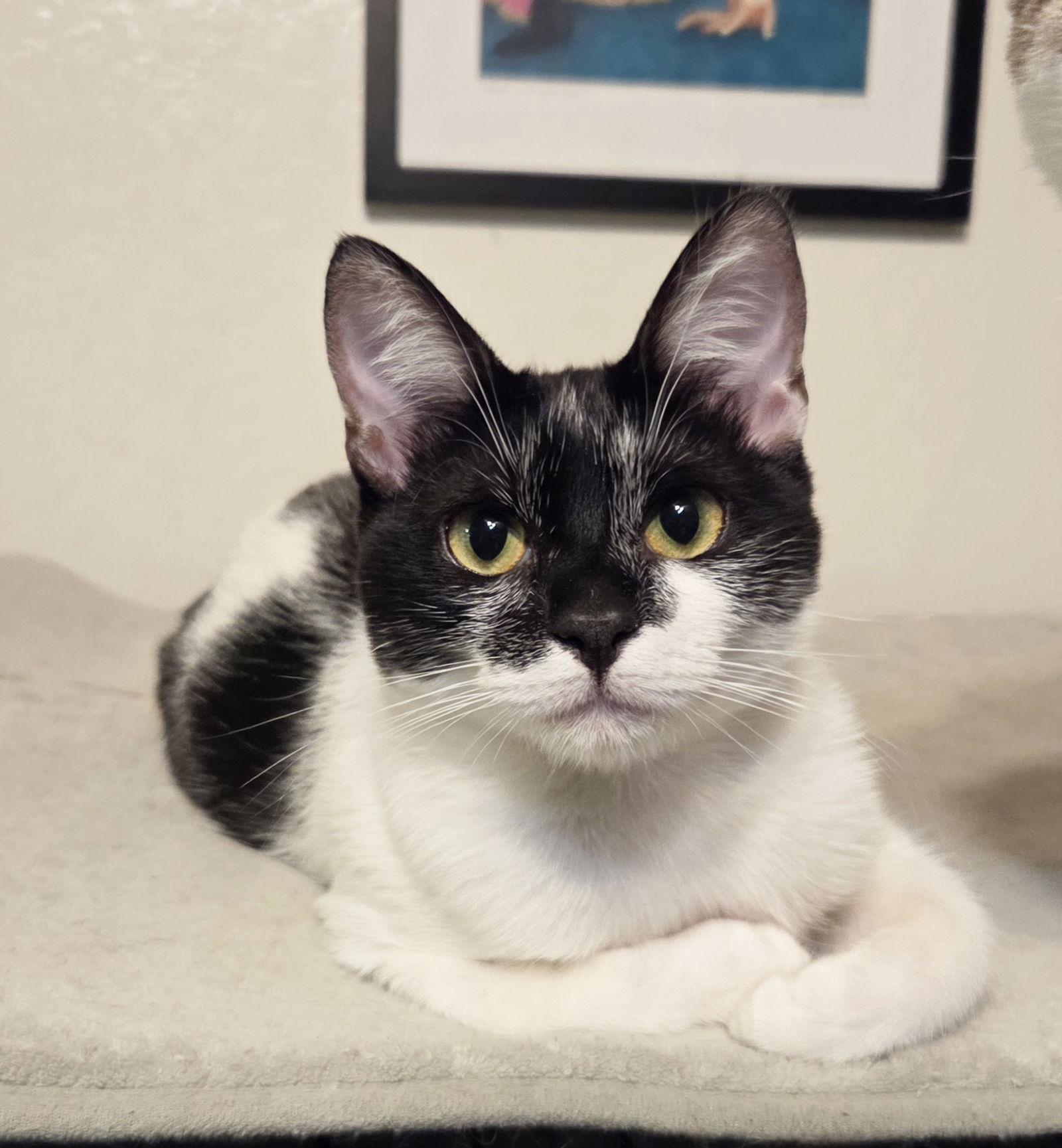 Denim, a Adopted Domestic Short Hair in Alameda, CA image 3/3