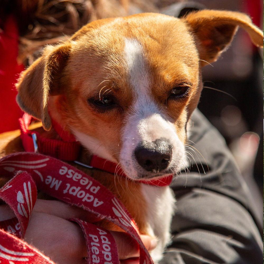 Enlarge Ziggy, a Adoptable mixed breed in Bloomfield, CT image 1/3