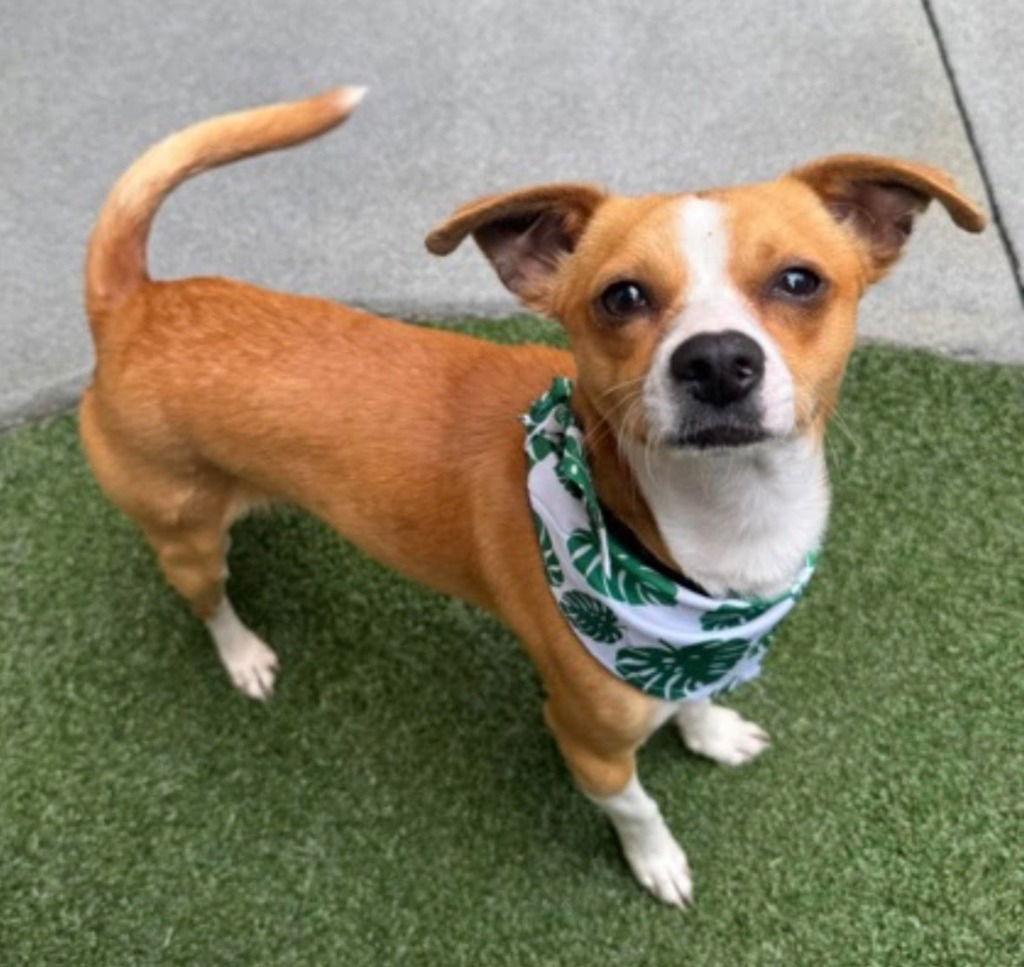 Enlarge Ziggy, a Adoptable mixed breed in Bloomfield, CT image 2/3