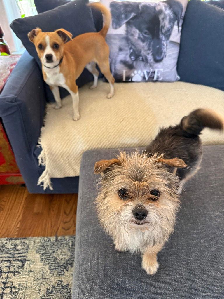 Enlarge Ziggy, a Adoptable mixed breed in Bloomfield, CT image 3/3