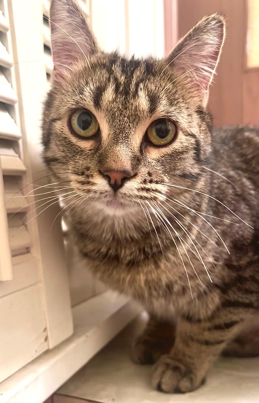 Enlarge Gerald "Gerry", an adopted Domestic Short Hair in Valley City, ND image 2/5