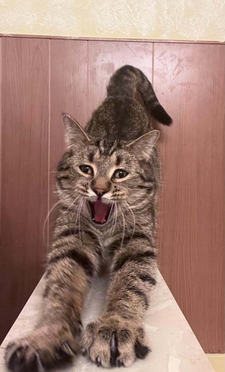 Enlarge Gerald "Gerry", an adopted Domestic Short Hair in Valley City, ND image 3/5