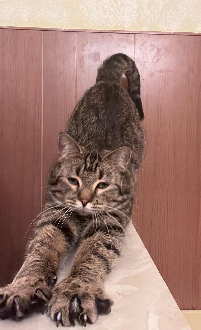 Enlarge Gerald "Gerry", an adopted Domestic Short Hair in Valley City, ND image 4/5