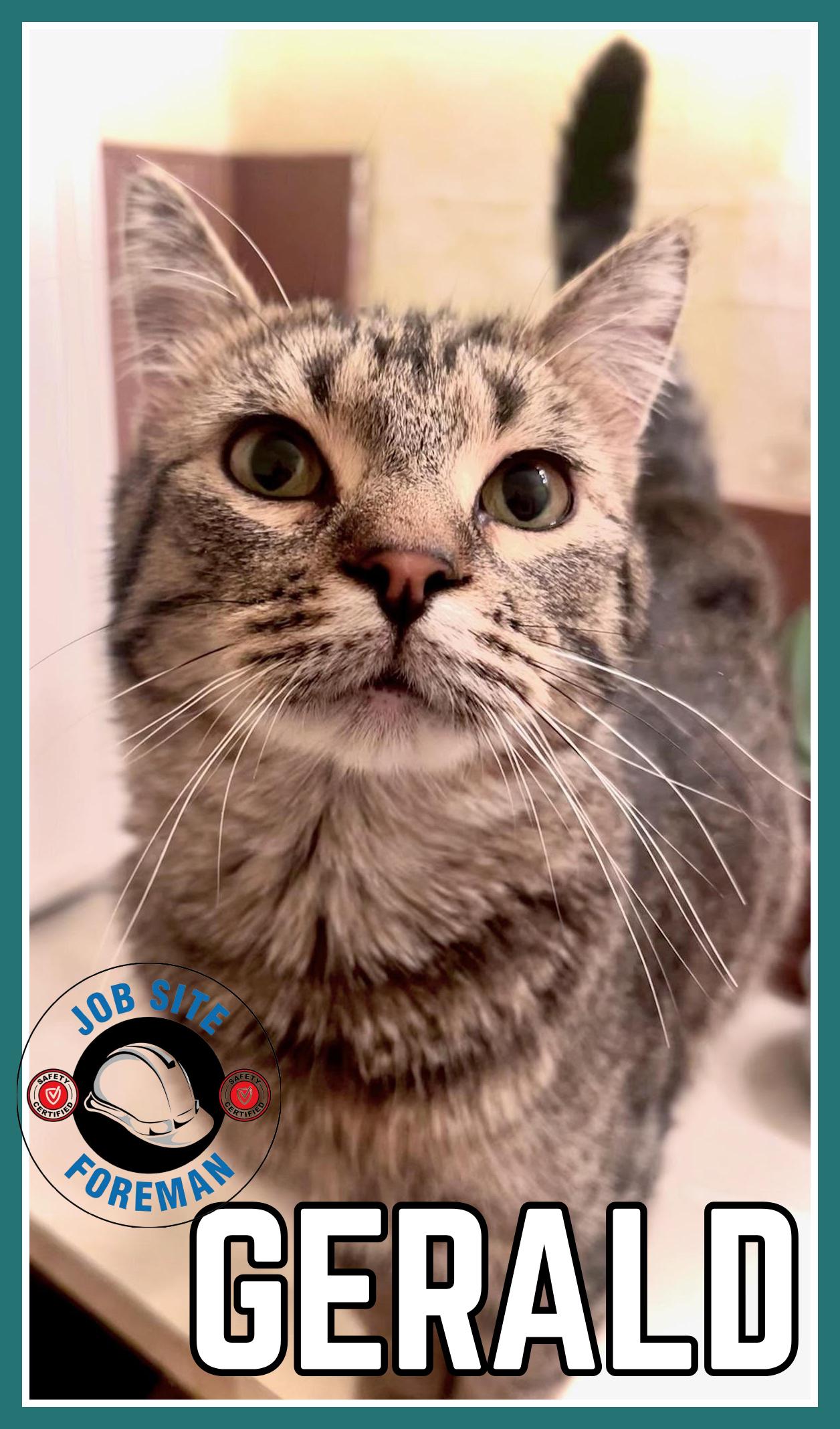 Enlarge Gerald "Gerry", an adopted Domestic Short Hair in Valley City, ND image 1/5