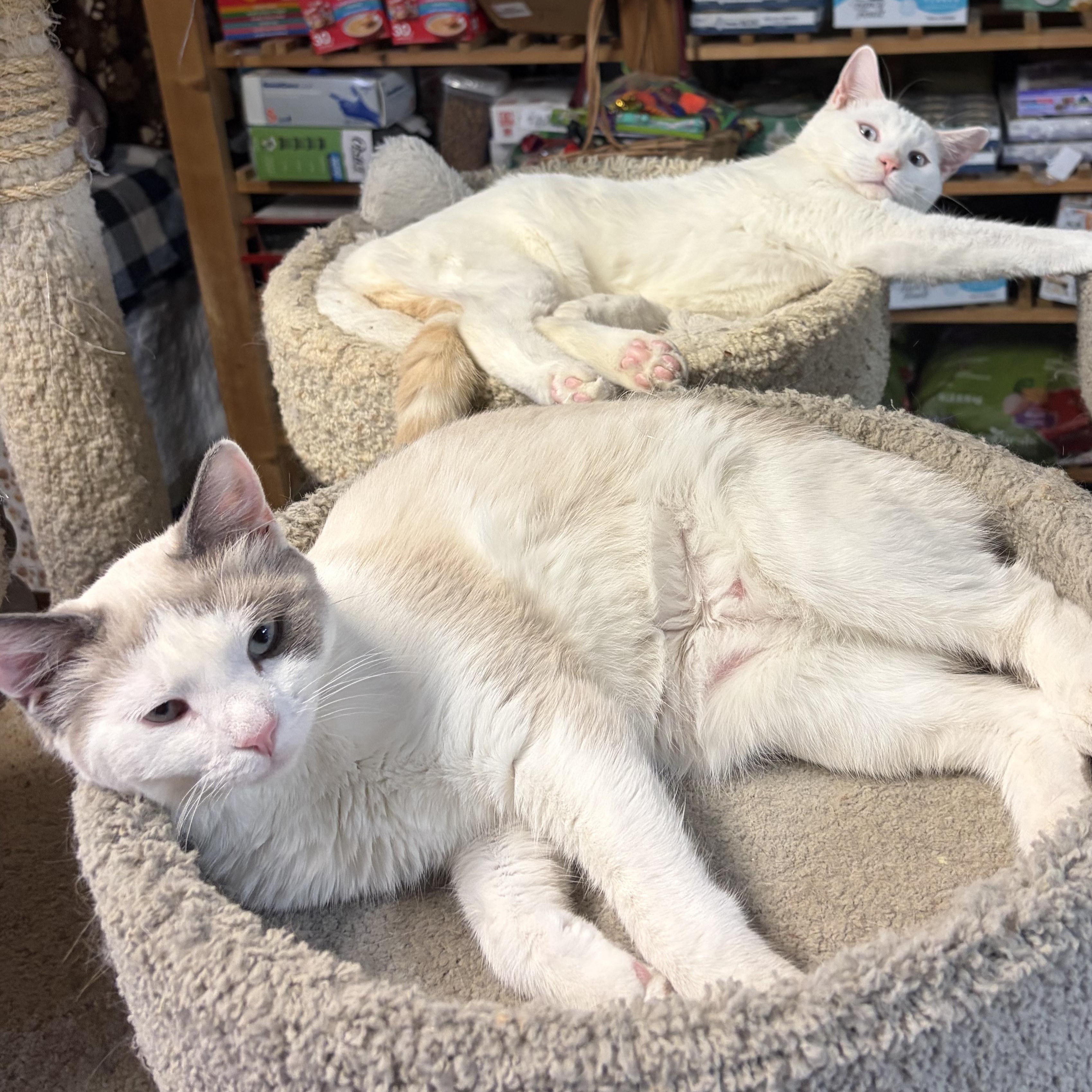 Enlarge Tundra & Nordica, a Adoptable Siamese in Middletown, DE image 3/3