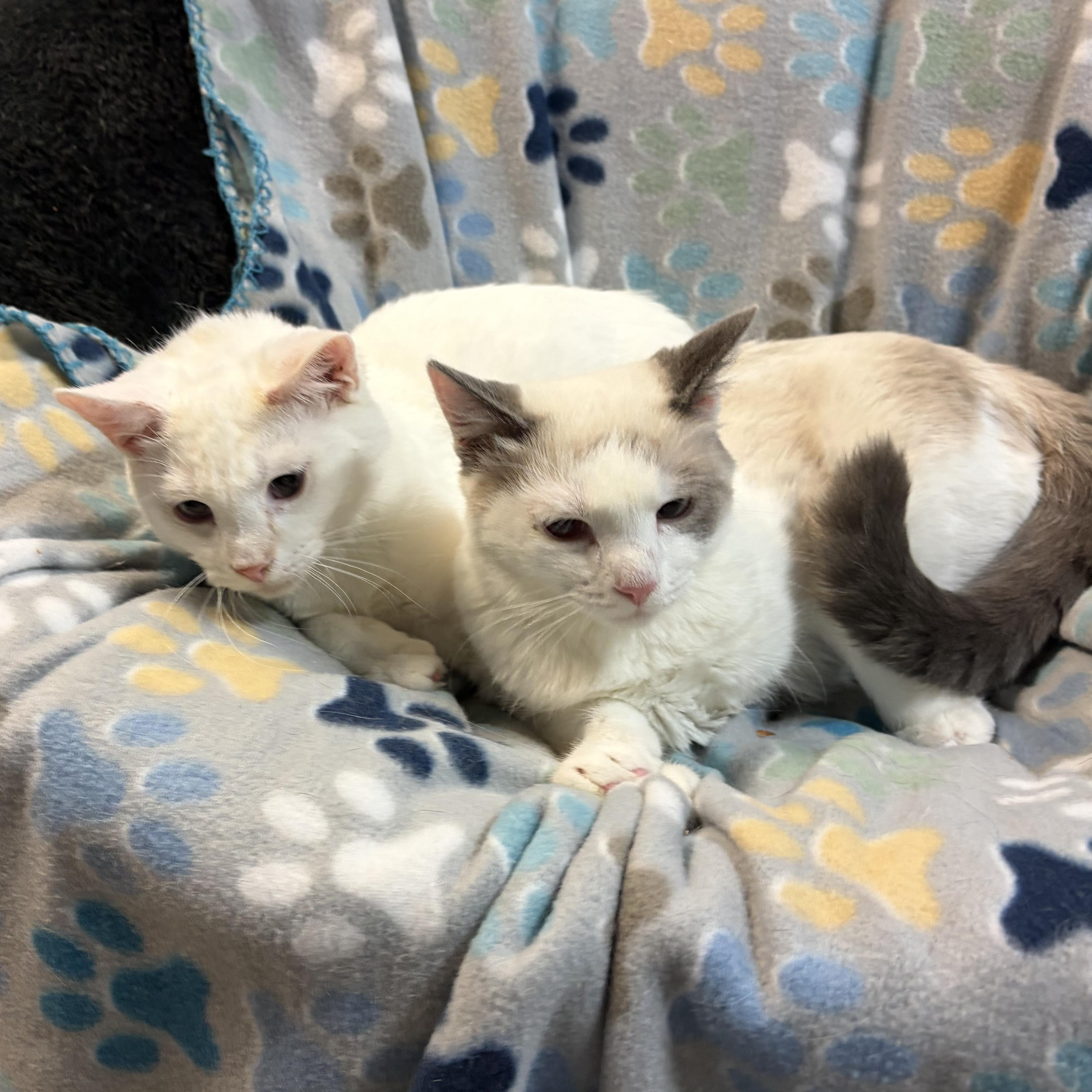 Enlarge Tundra & Nordica, a Adoptable Siamese in Middletown, DE image 2/3