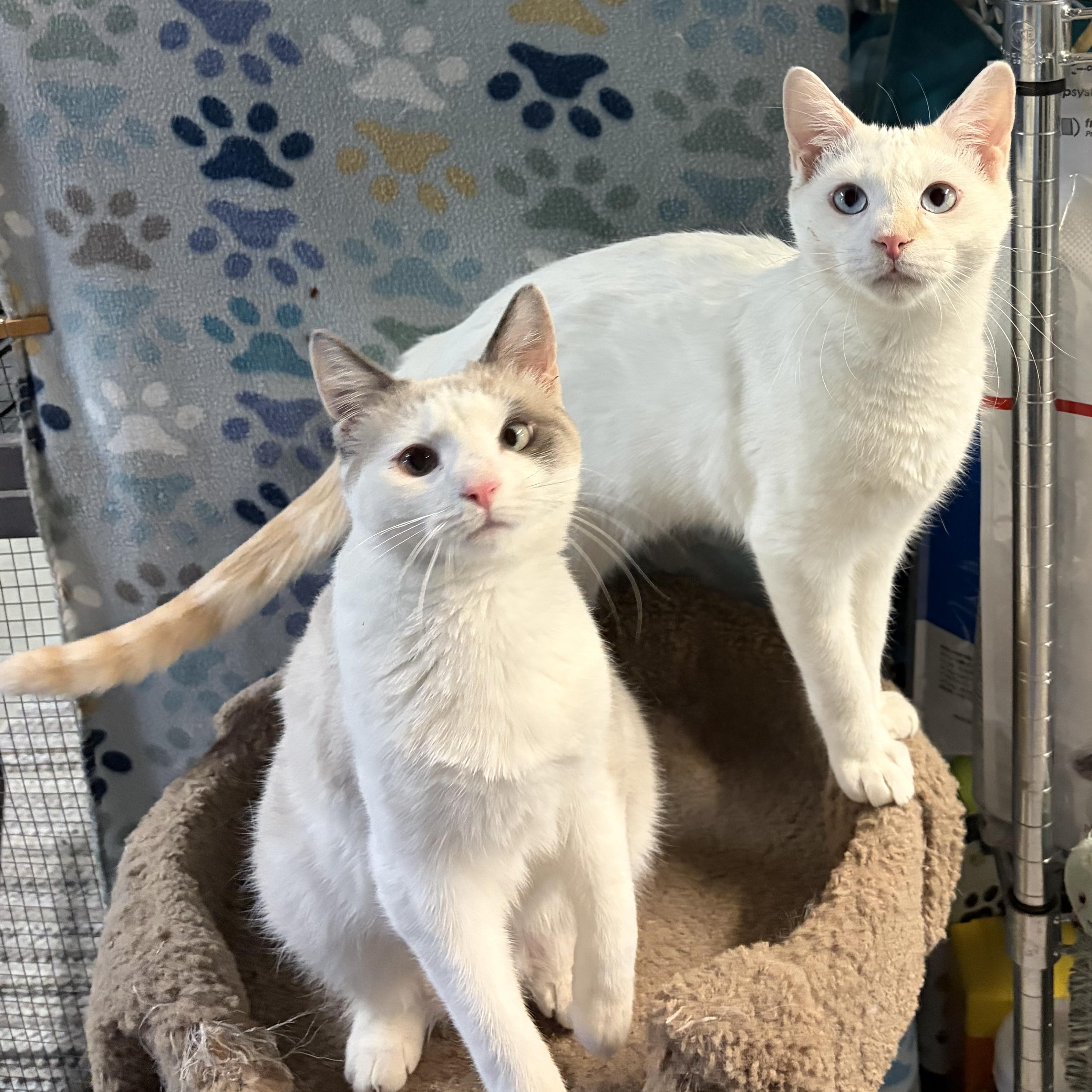 Enlarge Tundra & Nordica, a Adoptable Siamese in Middletown, DE image 1/3