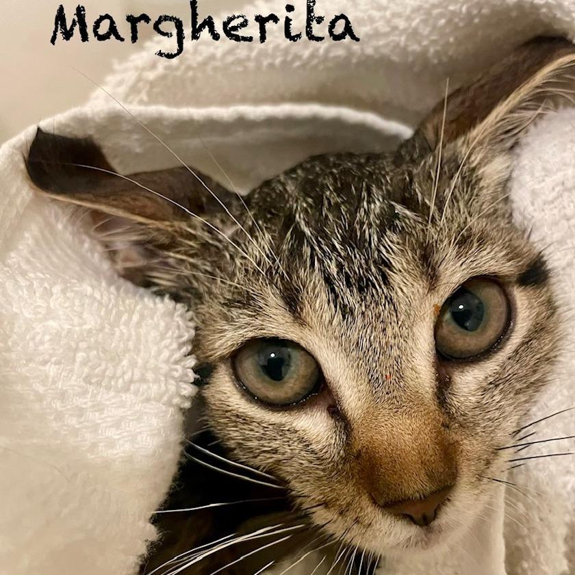 Enlarge Margherita A26-139, a Adoptable mixed breed in SANTA ROSA BEACH, FL image 1/2