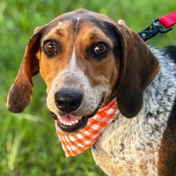 Sammy, a Adoptable Treeing Walker Coonhound in Joppa, AL image 4/6