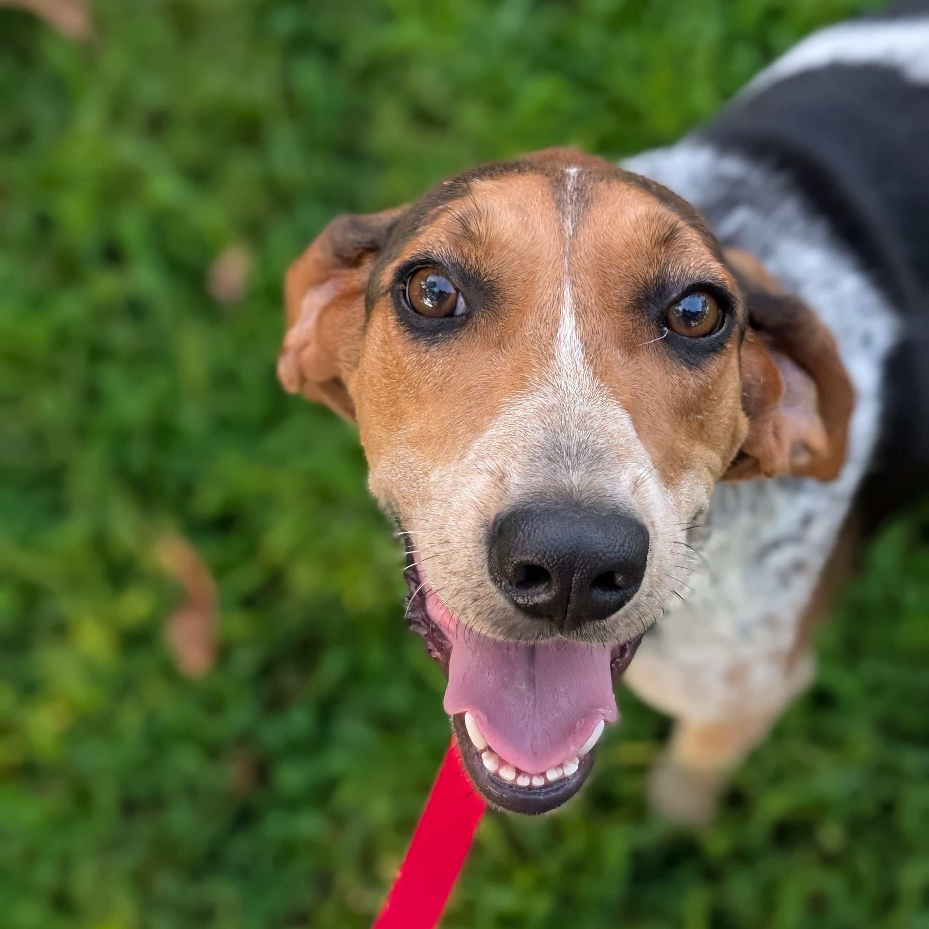 Sammy, a Adoptable Treeing Walker Coonhound in Joppa, AL image 6/6