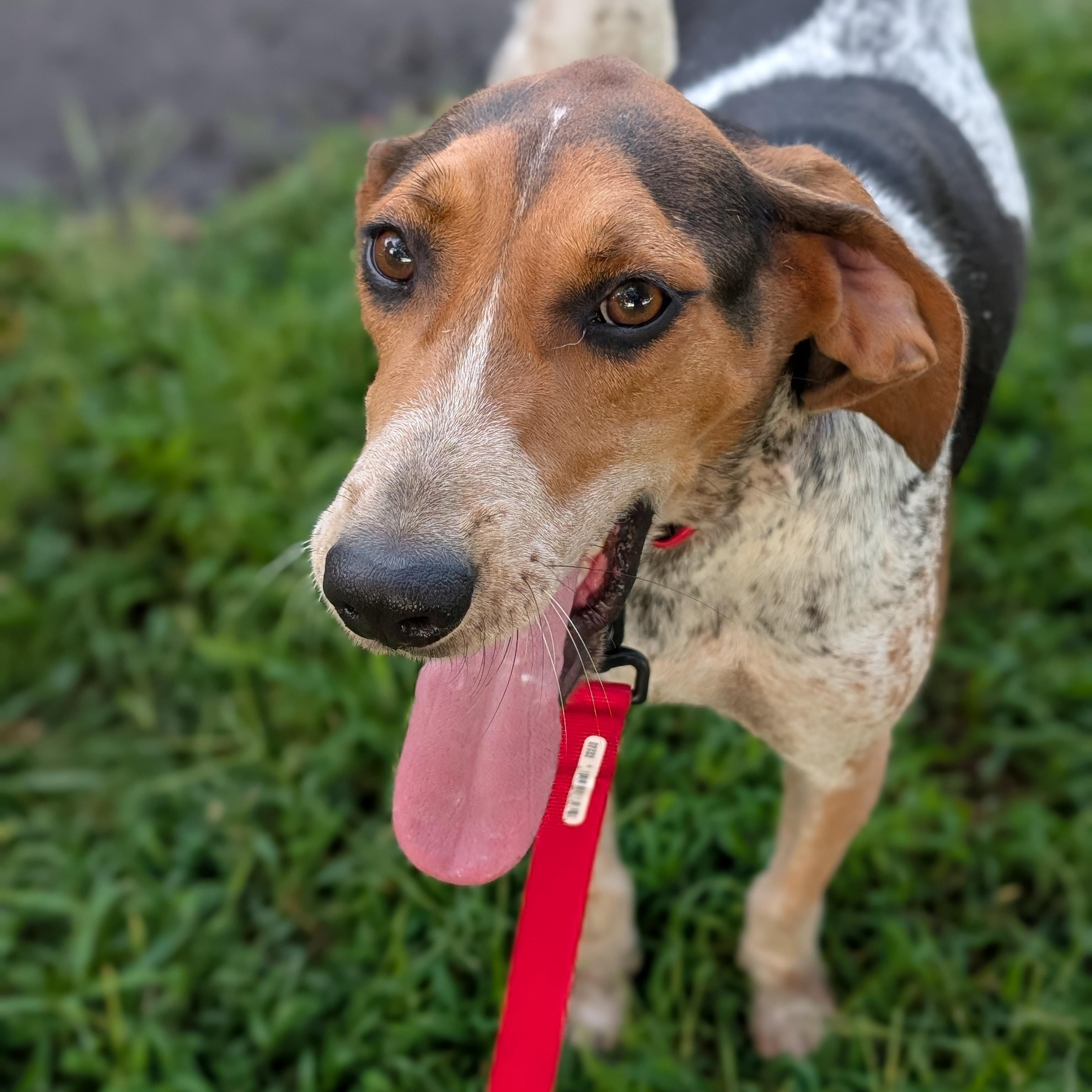 Sammy, a Adoptable Treeing Walker Coonhound in Joppa, AL image 3/6
