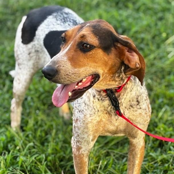 Sammy, Adoptable, Adult Male Treeing Walker Coonhound.