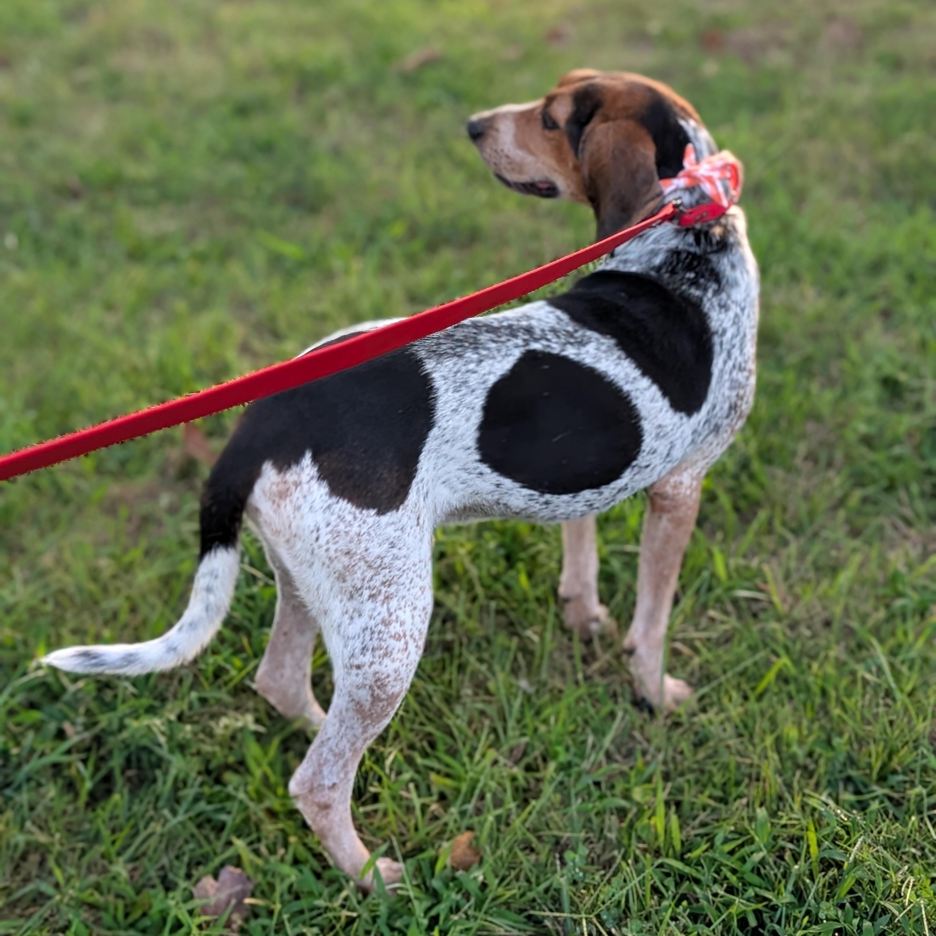 Sammy, a Adoptable Treeing Walker Coonhound in Joppa, AL image 2/6