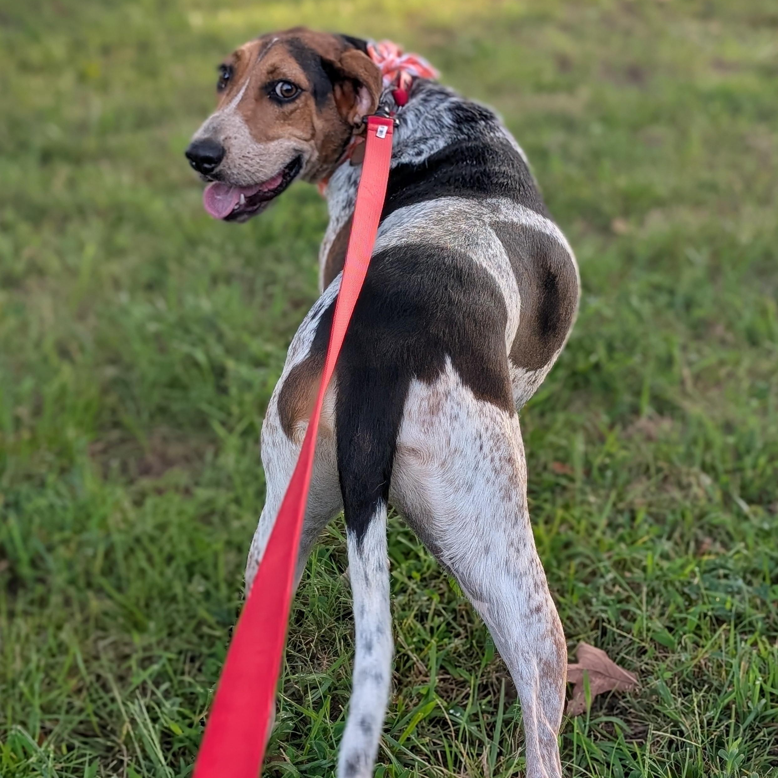 Sammy, a Adoptable Treeing Walker Coonhound in Joppa, AL image 5/6