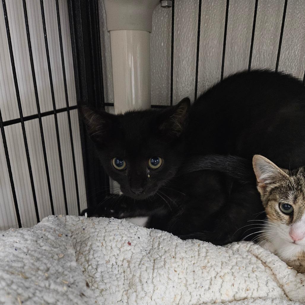 Cringle, Adoptable, Kitten Male Domestic Short Hair.