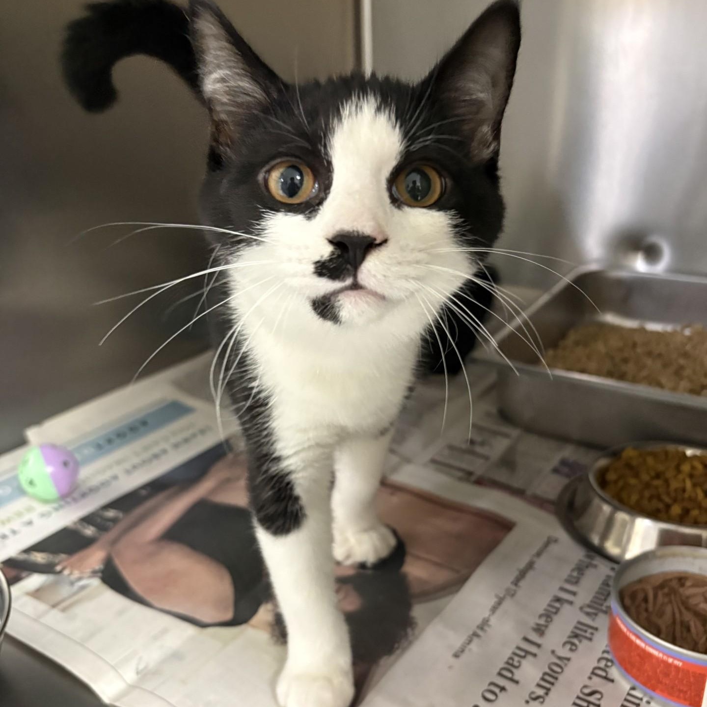 Nova, ADOPTABLE, Kitten Female Domestic Short Hair.
