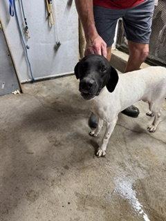 Enlarge Cochese - Foster Needed!, a Adoptable German Shorthaired Pointer in Omaha, NE image 1/1