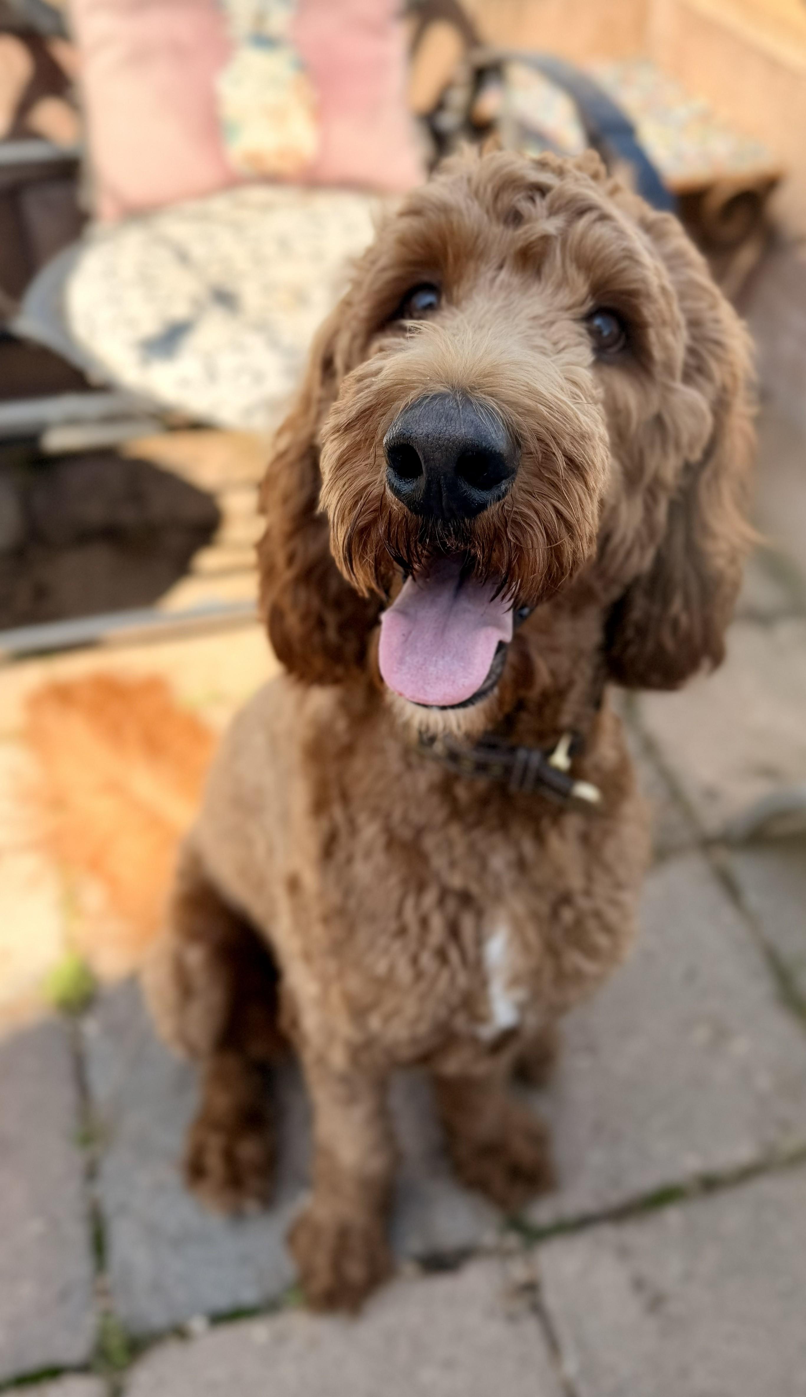 PONY-PENNSYLVANIA, adopted, Young Male Irish Setter & Standard Poodle.