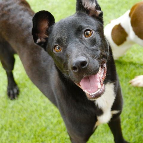 Raven, Adoptable, Young Female Black Labrador Retriever & Mixed Breed.