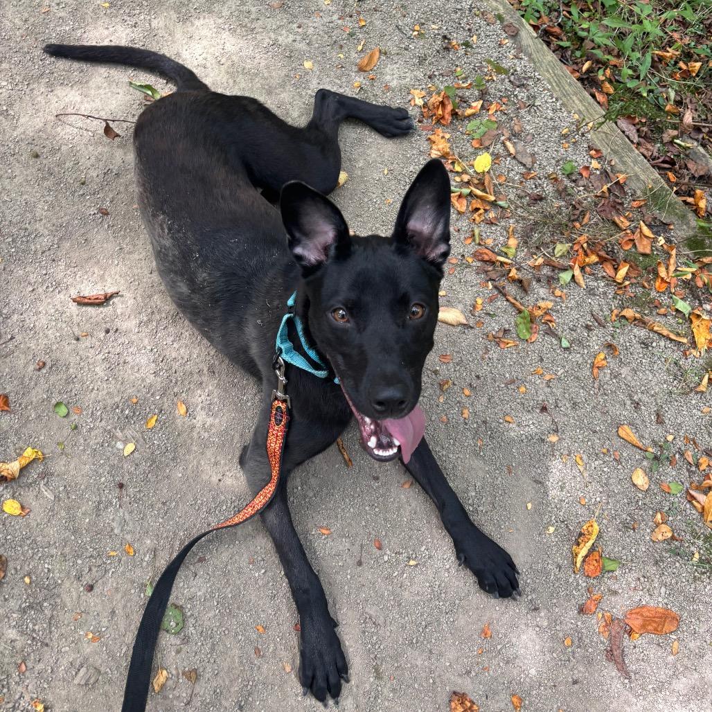 Raven, a Adoptable mixed breed in Novelty, OH image 2/2