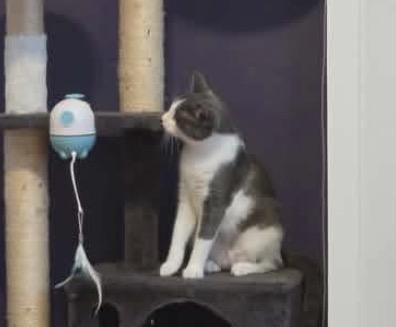 Quest, a ADOPTABLE Domestic Short Hair in Fulton, NY image 3/5