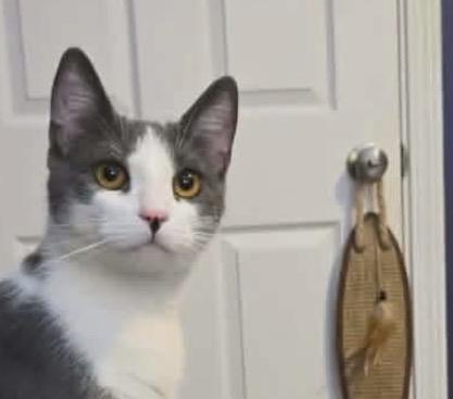 Quest, a ADOPTABLE Domestic Short Hair in Fulton, NY image 4/5