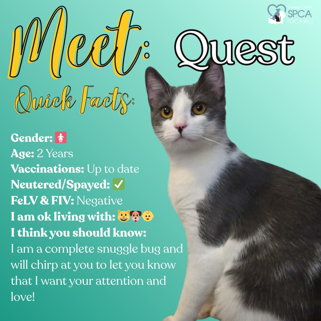 Quest, ADOPTABLE, Adult Female Domestic Short Hair.