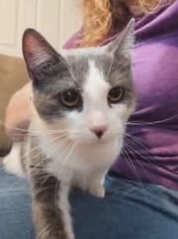 Quest, a ADOPTABLE Domestic Short Hair in Fulton, NY image 2/5