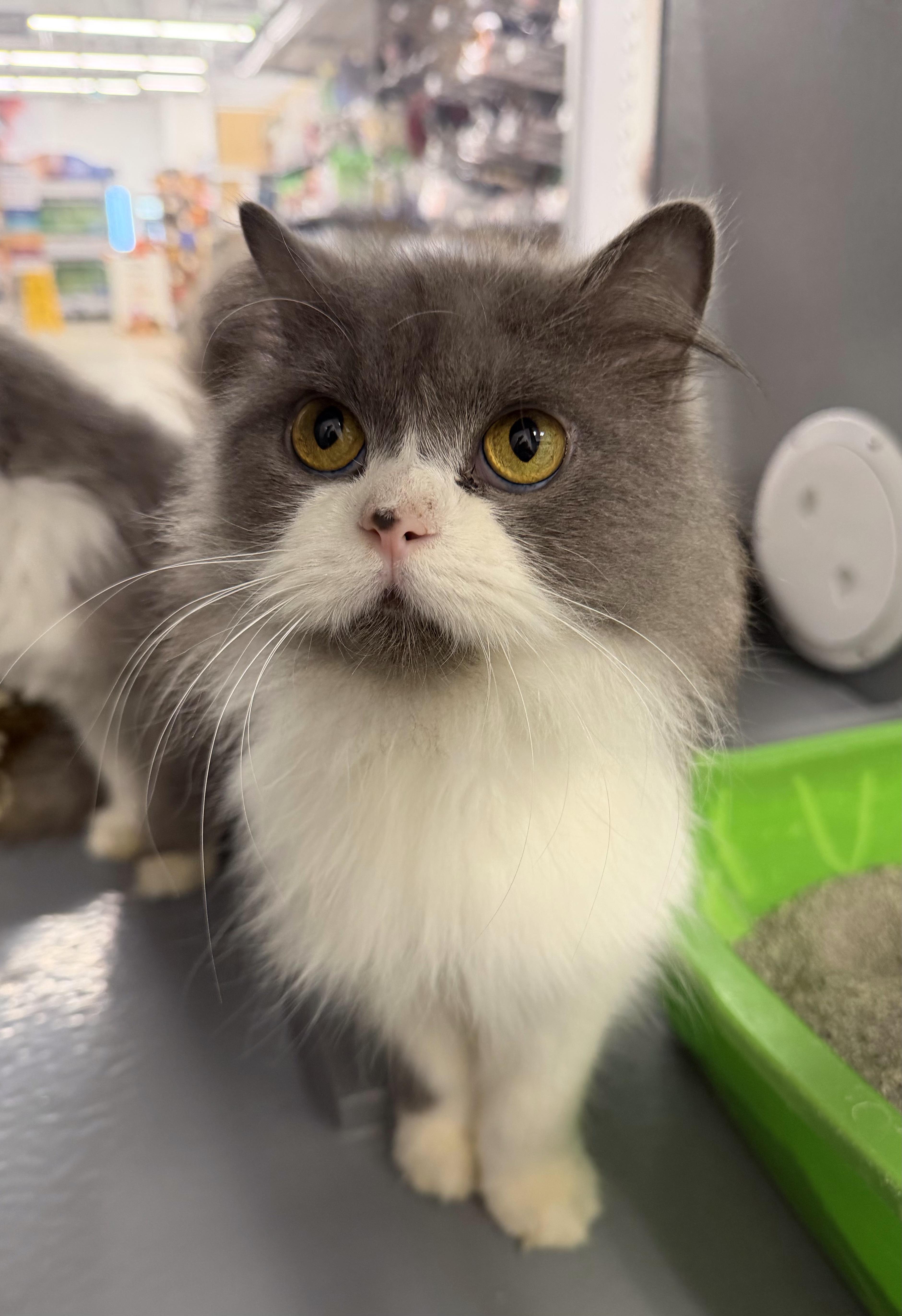 Bella, Adoptable, Adult Female Domestic Medium Hair.