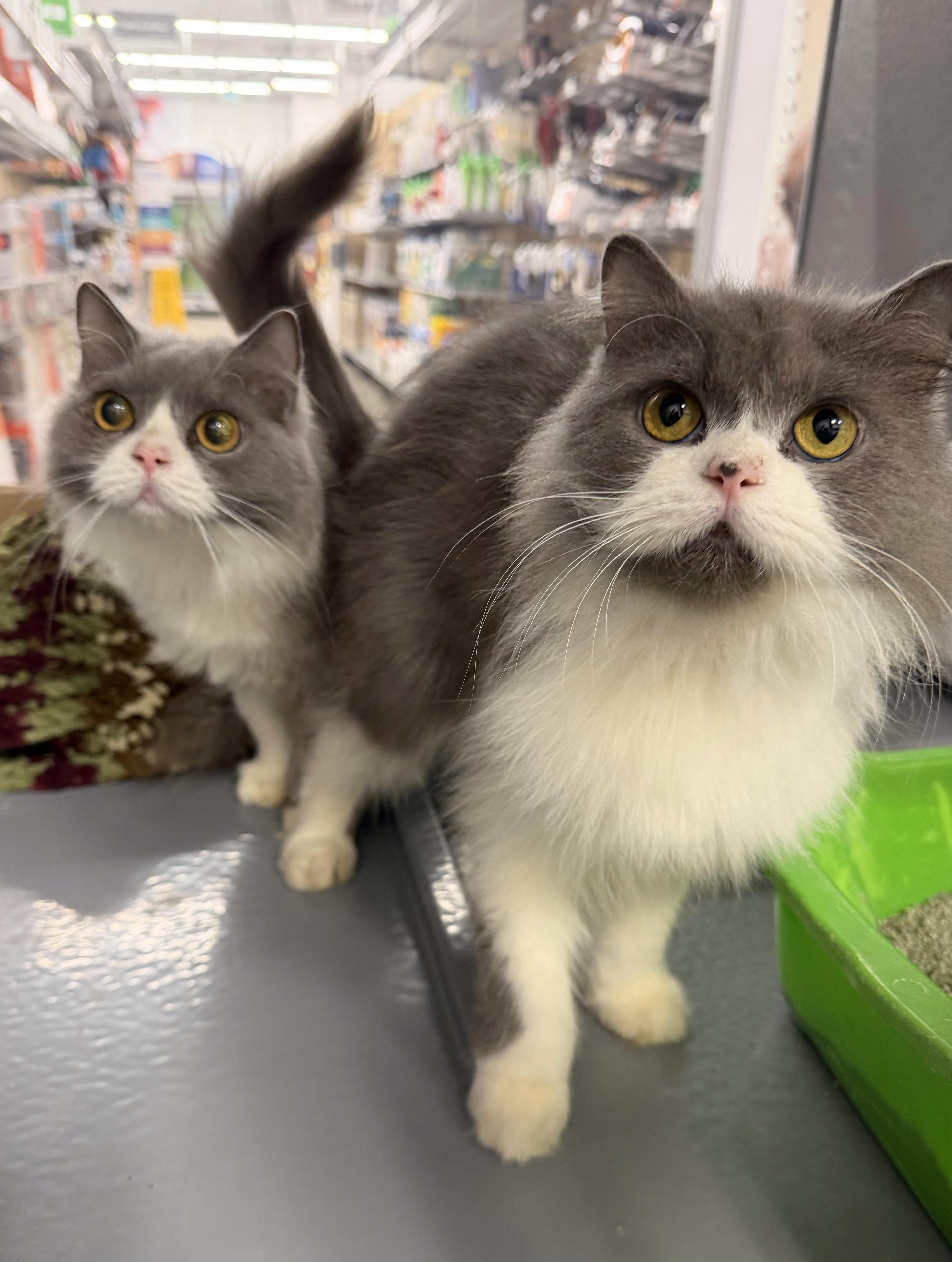 Enlarge Bella, a Adoptable Domestic Medium Hair in Pickering, ON image 2/2