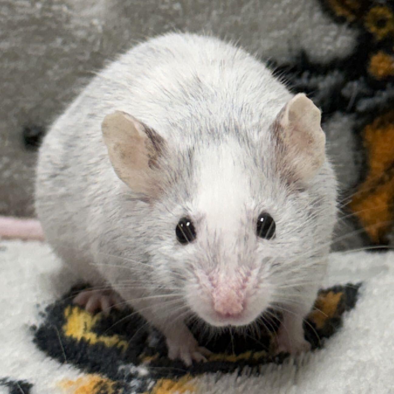 Enlarge Elsie, a Adopted Mouse in Jefferson, WI image 1/1