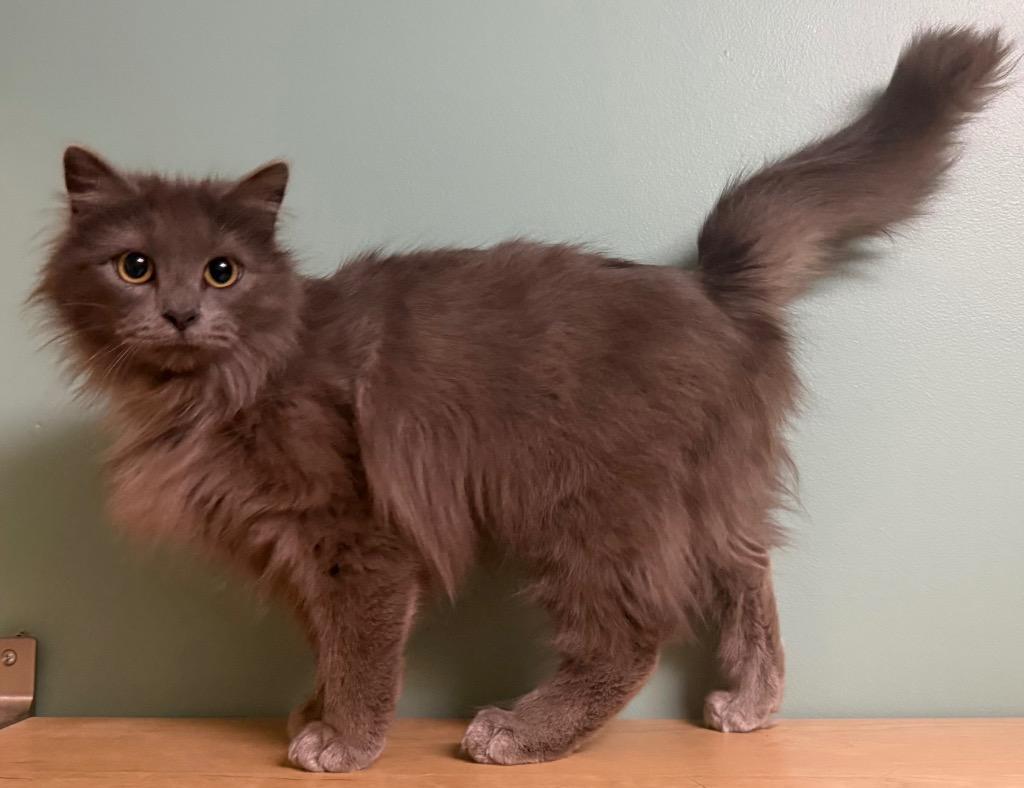 Enlarge Khloe, a Adoptable Domestic Medium Hair in Amery, WI image 2/3