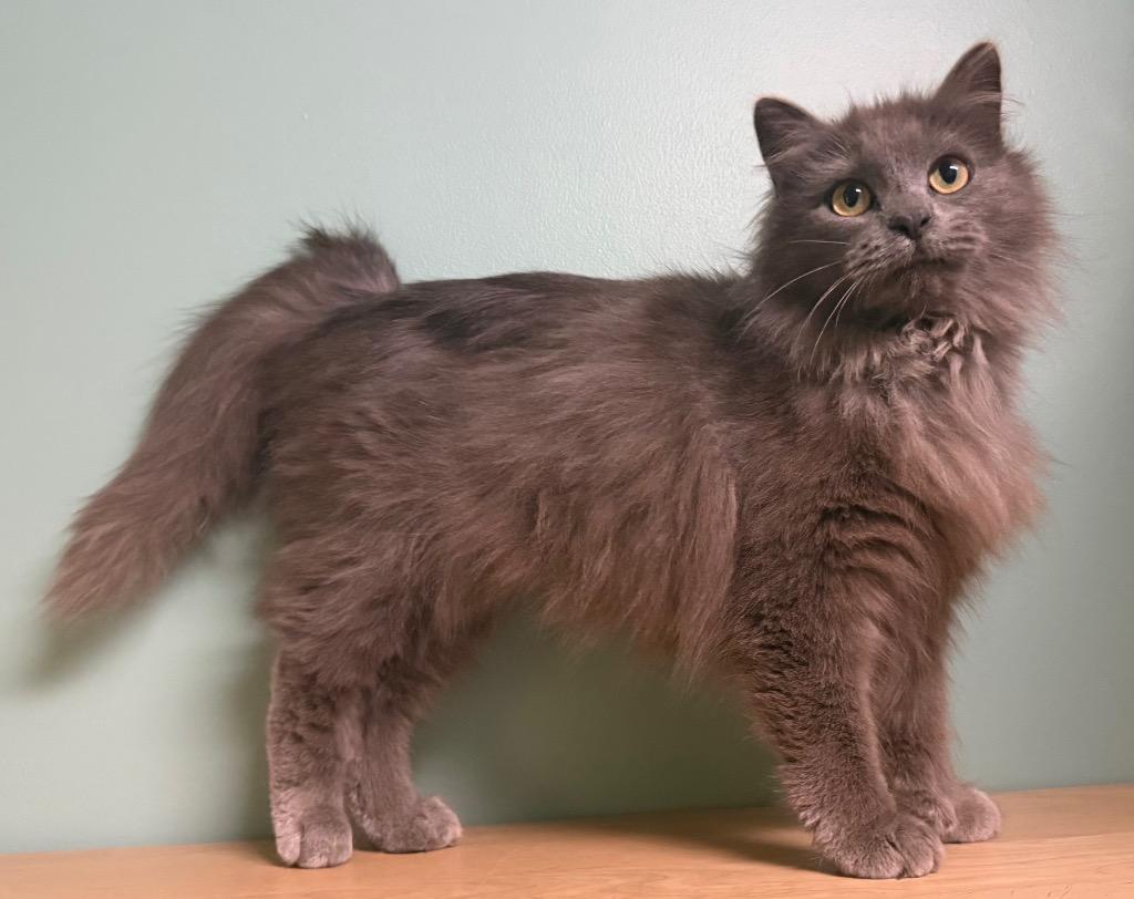 Enlarge Khloe, a Adoptable Domestic Medium Hair in Amery, WI image 3/3