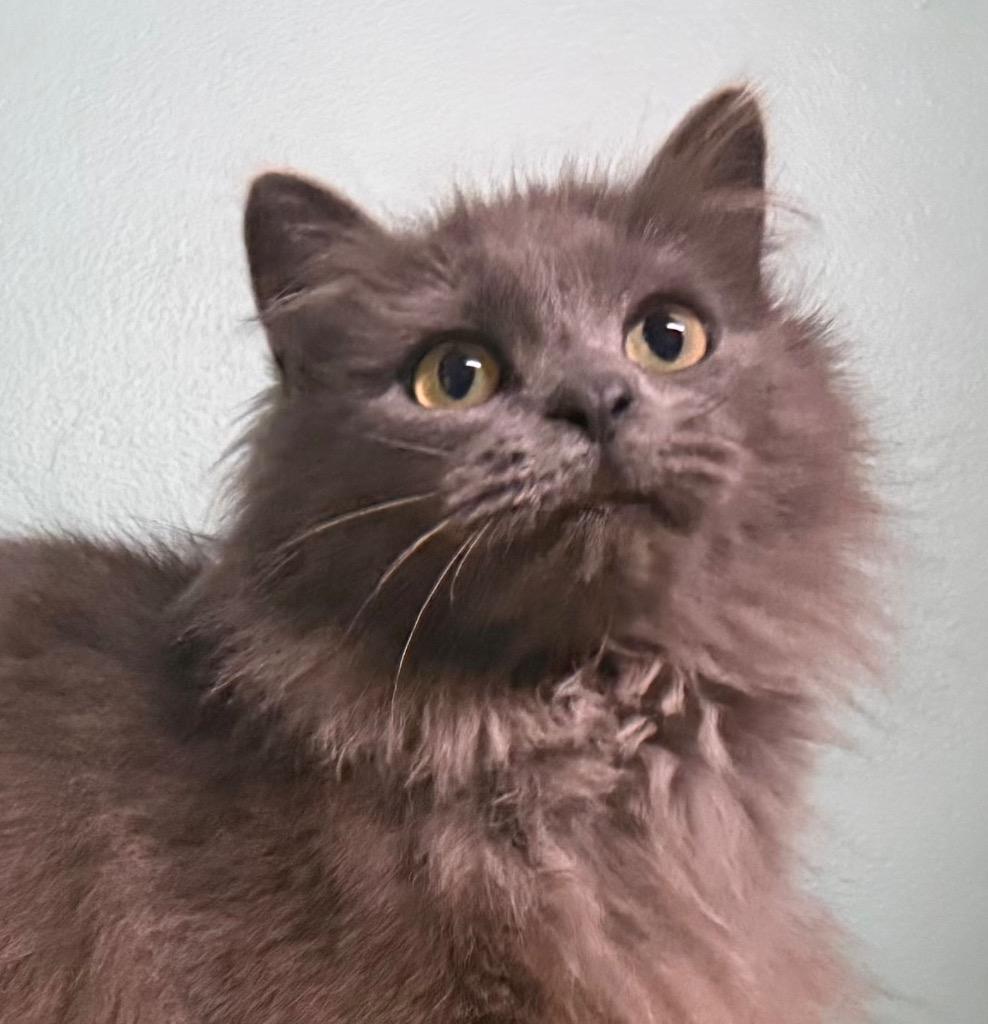Enlarge Khloe, a Adoptable Domestic Medium Hair in Amery, WI image 1/3