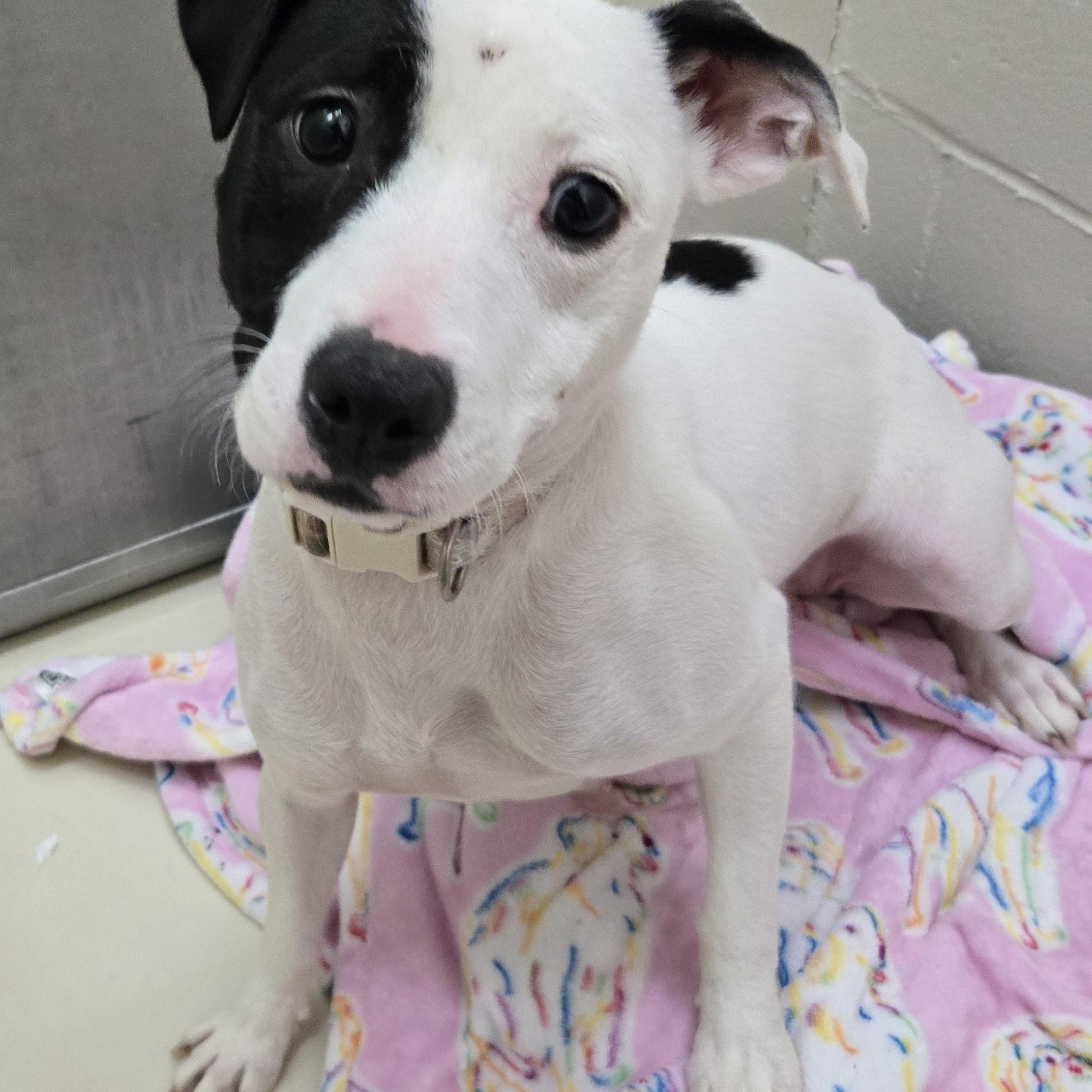 Enlarge Callie, an adopted mixed breed in Black River Falls, WI image 1/1