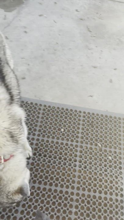 Enlarge Kai, a Adopted Siberian Husky in Menifee, CA video 6/11