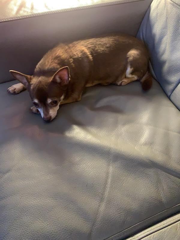 Kokomo, Adoptable, Senior Male Chihuahua.