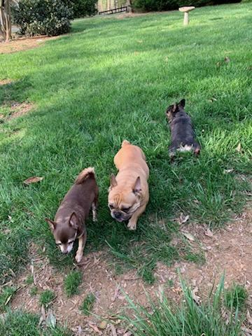 Enlarge Kokomo, a Adoptable Chihuahua in Glen Allen, VA image 3/4
