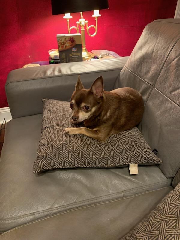 Enlarge Kokomo, a Adoptable Chihuahua in Glen Allen, VA image 4/4