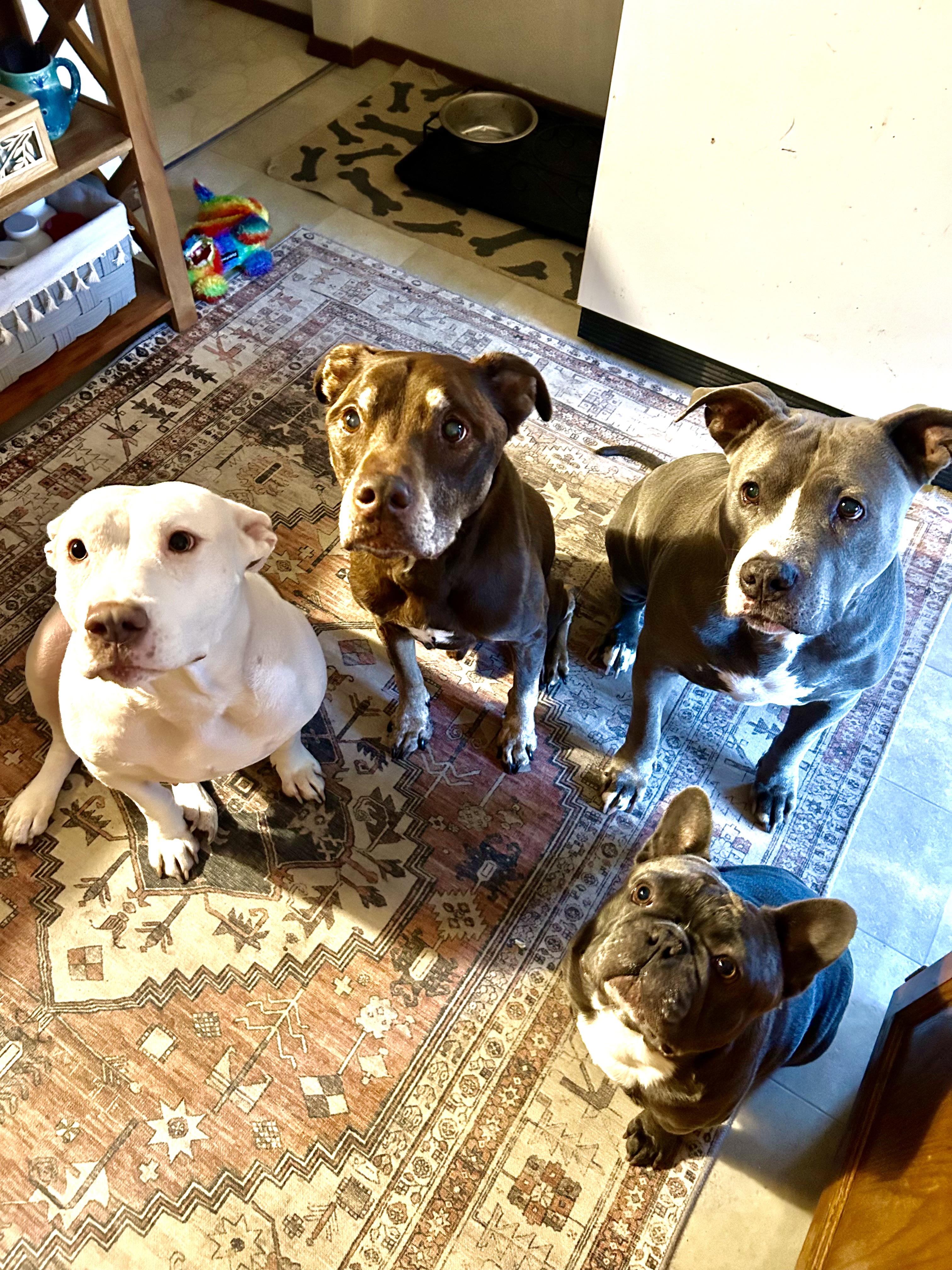 Dog for adoption Mommas, an American Staffordshire Terrier in Port