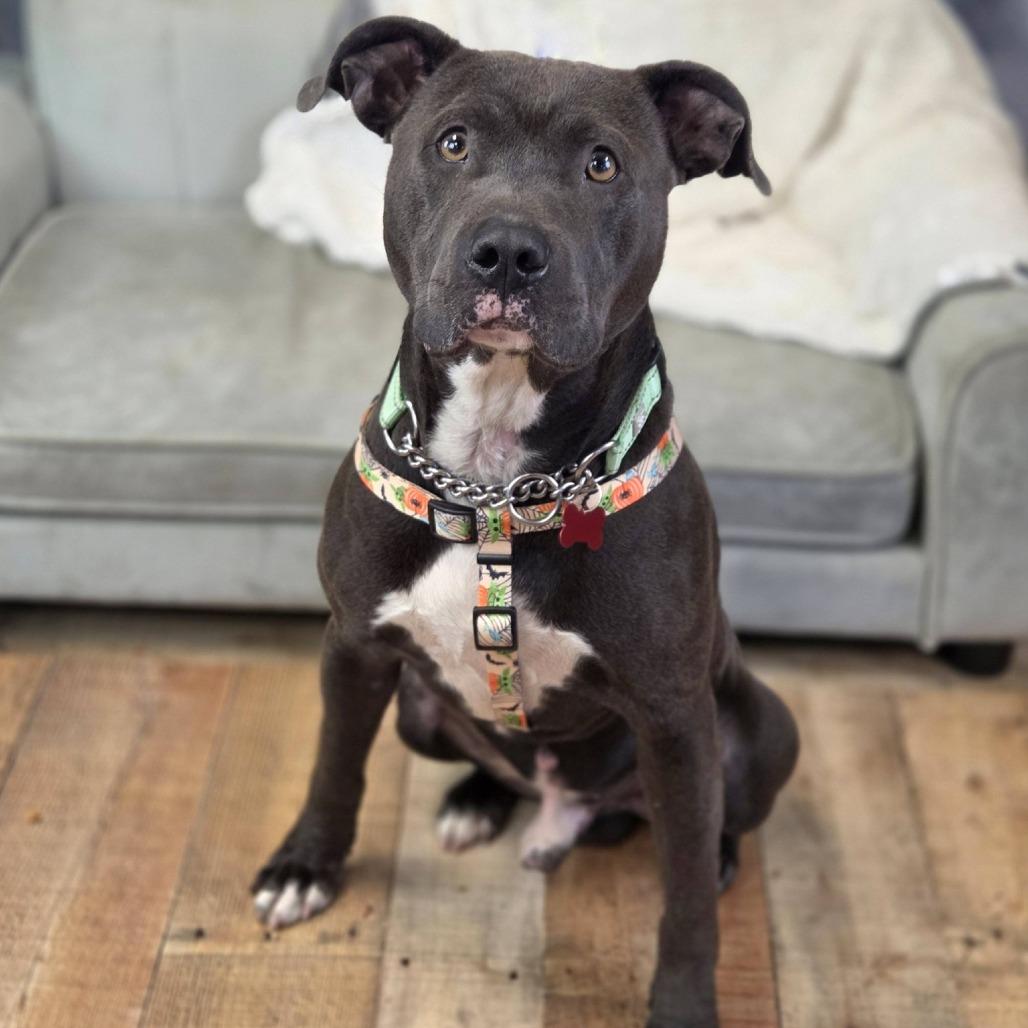 Enlarge Baconator, a Adoptable mixed breed in East Saint Louis, IL image 1/6