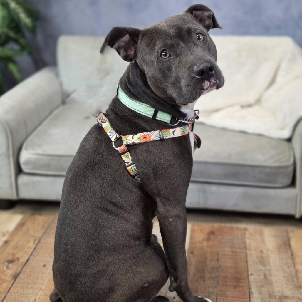 Enlarge Baconator, a Adoptable mixed breed in East Saint Louis, IL image 2/6